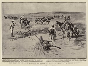 Gli Effetti della Campagna in Sud Africa, la fine di un Cavallo da Truppa